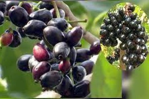 জাম খাওয়ার উপকারিতা