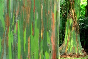 বিশ্বের সবচেয়ে অদ্ভুত কিছু গাছ