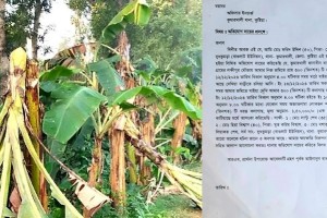 কুমারখালীতে কলাগাছের সাথে শত্রুতা, কৃষকের ৩০০ কলাগাছ কাটল দুর্বৃত্তরা