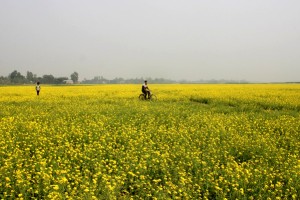 কুমারখালীতে প্রতি বছরই বাড়ছে সরিষার চাষ