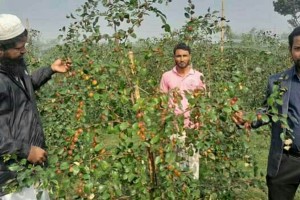 দৌলতপুরে কুল চাষে লাভের আশা, প্রয়োজনীয় পরামর্শ দিচ্ছে কৃষি বিভাগ