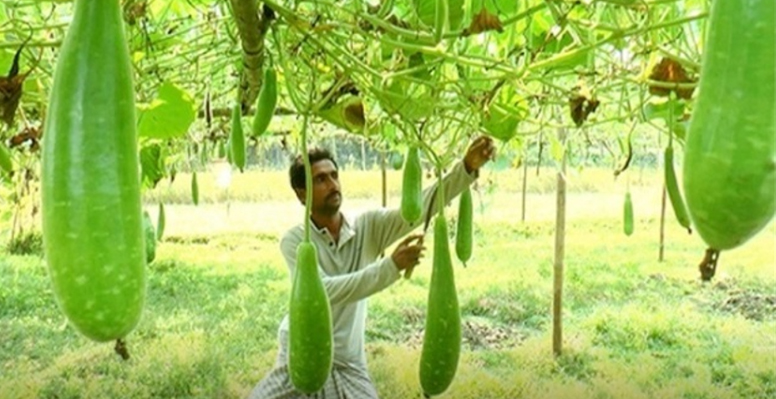 ভেড়ামারায় লাউ চাষে কৃষকের মুখে হাসি