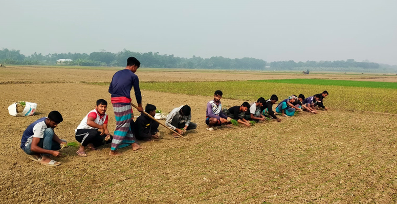 কুমারখালীতে শীত কালীন পেঁয়াজের চারা রোপণে ব্যস্ত পেঁয়াজ চাষিরা
