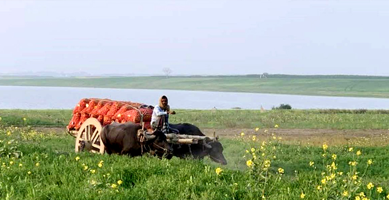 দৌলতপুরের পদ্মার চরের একমাত্র বাহন মহিষের গাড়ি