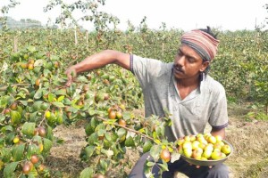 ভারত সুন্দরী কুল চাষে কপাল খুলেছে কুষ্টিয়ার সাইদের