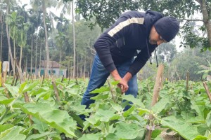 সবজি চাষ করে সাবলম্বী স্নাতকোত্তর পাশ নিশান