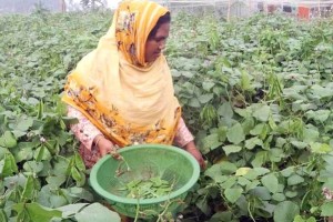 সবজি চাষ করে দৌলতপুরে নারীদের বাড়তি আয়ের সাথে ভাগ্যবদল