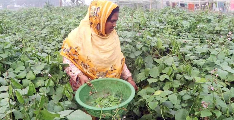 সবজি চাষ করে দৌলতপুরে নারীদের বাড়তি আয়ের সাথে ভাগ্যবদল