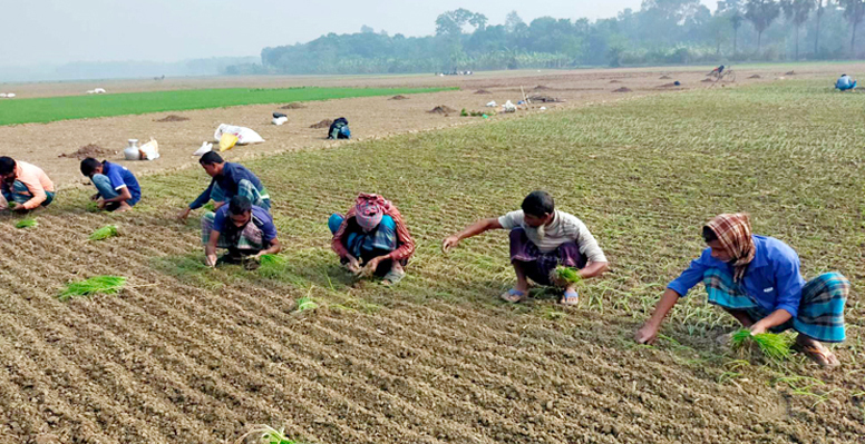 কুমারখালীতে দাম বাড়ায় পেঁয়াজ চাষে আগ্রহ বাড়ছে কৃষকদের