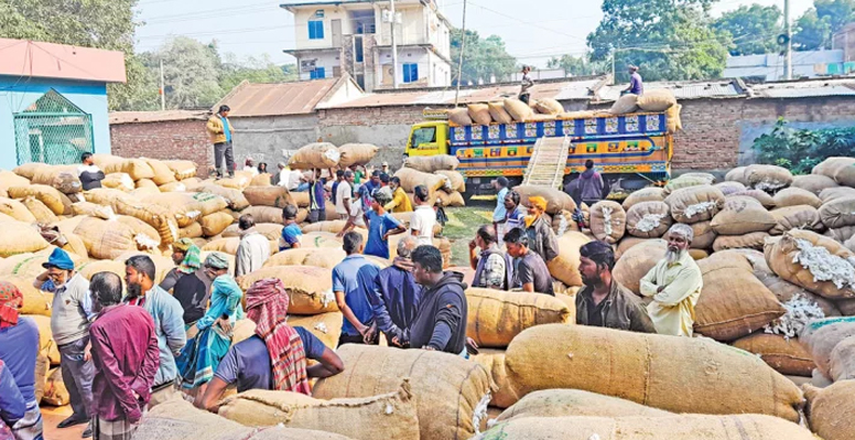 সরকারিভাবে তুলার দাম নির্ধারণের দাবি দৌলতপুরের চাষিদের