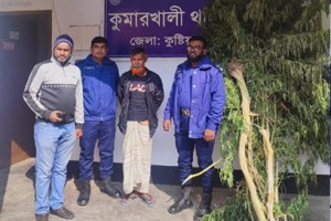 কুমারখালীতে বাড়ির আঙিনায় গাঁজা চাষ, গ্রেফতার-১