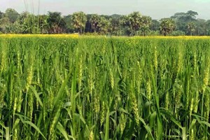 ভেড়ামারায় গমের বাম্পার ফলন