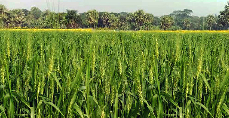 ভেড়ামারায় গমের বাম্পার ফলন