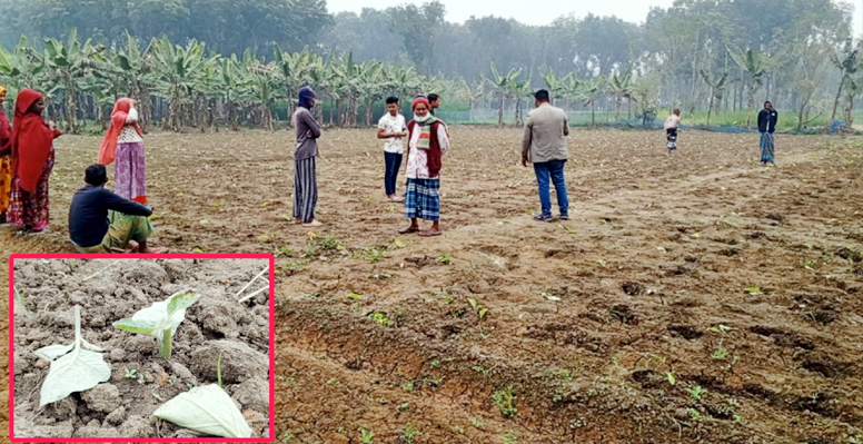 শৈলকুপায় রাতের আঁধারে ৩০ শতাংশ জমির বেগুন গাছ কর্তন
