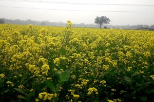 কুষ্টিয়ায় সরিষায় বাম্পার ফলনের আশায় ব্যস্ত সময় পার করছে কৃষকরা