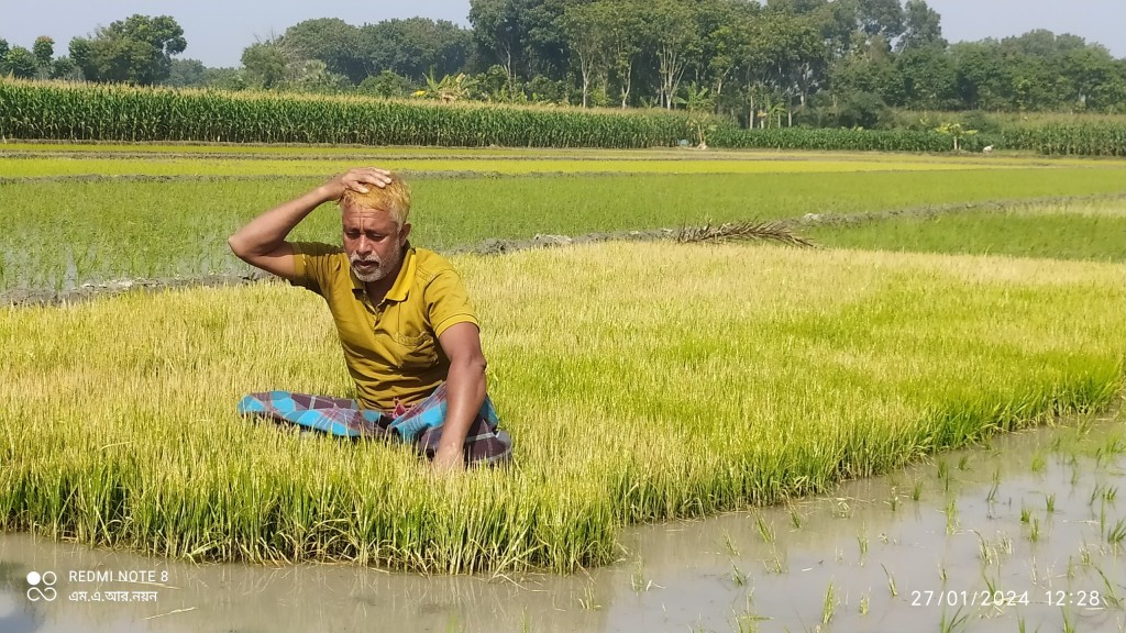 চুয়াডাঙ্গার শত্রুতামূলকভাবে ধানের বীজতলায় বিষপ্রয়োগ 5 173867784967a21e593a8b2 1 চুয়াডাঙ্গার শত্রুতামূলকভাবে ধানের বীজতলায় বিষপ্রয়োগ