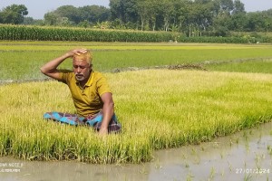 চুয়াডাঙ্গার শত্রুতামূলকভাবে ধানের বীজতলায় বিষপ্রয়োগ
