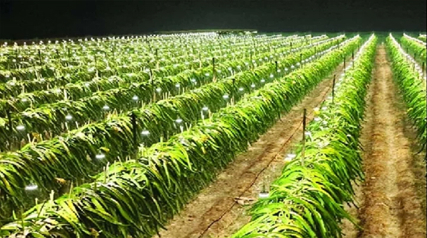 শত শত বৈদ্যুতিক বাতি জ্বালিয়ে ড্রাগন চাষ