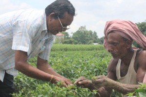 কুষ্টিয়ায় বিষবৃক্ষ তামাক ছেড়ে কৃষকরা ঝুঁকছেন ফল-সবজি চাষে