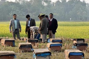 কুষ্টিয়ায় সরিষা ক্ষেতে মধু চাষে সফলতা