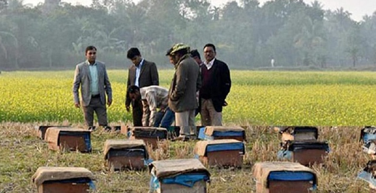 কুষ্টিয়ায় সরিষা ক্ষেতে মধু চাষে সফলতা