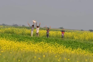 সরিষার হলুদ চাদরে ঢেকে গেছে দৌলতপুরের মাঠ