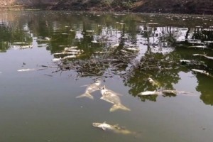 দৌলতপুরে ভাইরাসে মারা গেছে কোটি টাকার মাছ!