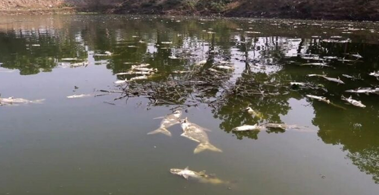 দৌলতপুরে ভাইরাসে মারা গেছে কোটি টাকার মাছ!