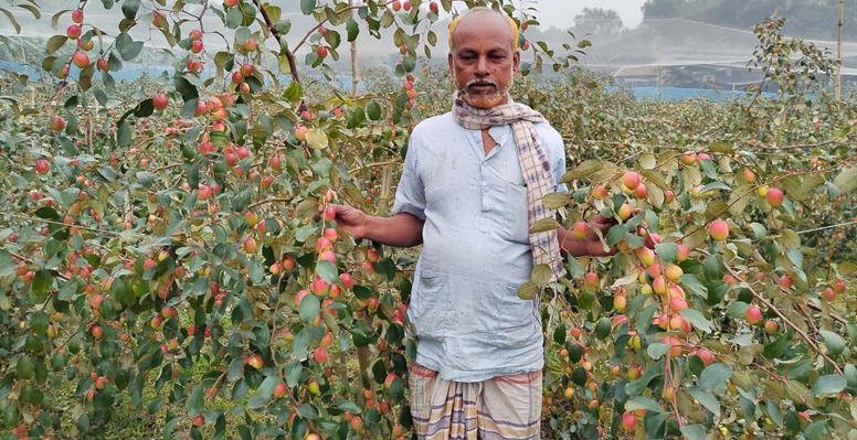 কুল চাষে স্বল্প খরচে বেশি লাভ