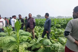 দৌলতপুরে পূর্ব শত্রুতার জেরে কৃষকের ফসল কেটে দিয়েছে দুর্বৃত্তরা