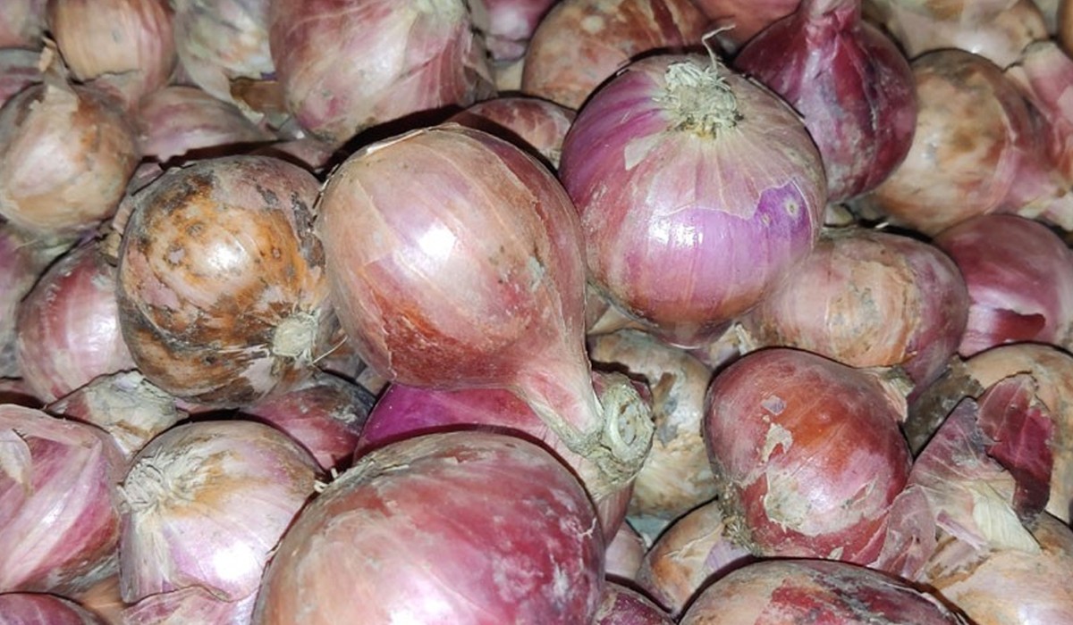 কুষ্টিয়ায় পেঁয়াজের উৎপাদন খরচ ২১টাকা, বিক্রি হচ্ছে ৮০ থেকে ৮৫ টাকা