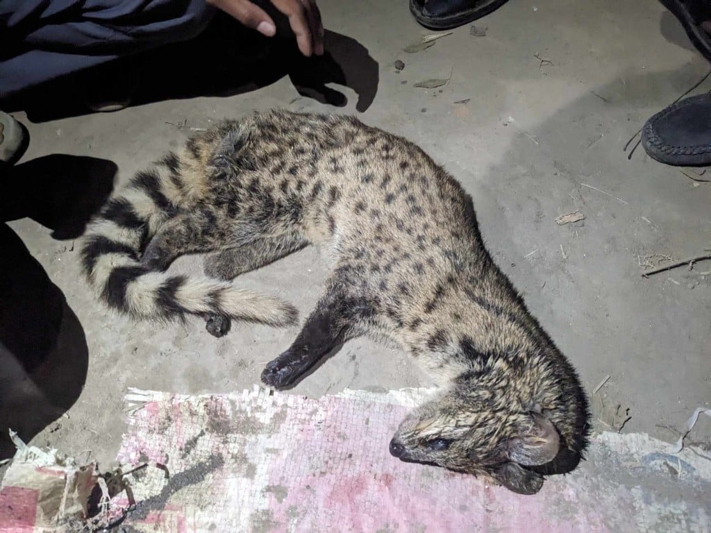 173867830767a220233e3a0 1 কুষ্টিয়ায় বাঁচানো গেল না বিরল প্রজাতির প্রাণীটিকে
