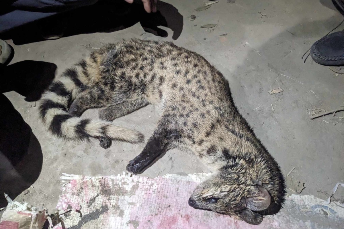 কুষ্টিয়ায় বাঁচানো গেল না বিরল প্রজাতির প্রাণীটিকে