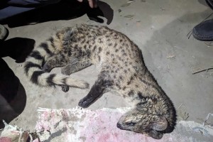 কুষ্টিয়ায় বাঁচানো গেল না বিরল প্রজাতির প্রাণীটিকে