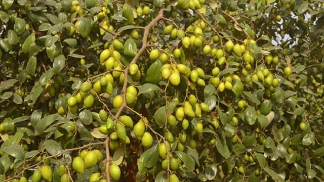 ভেড়ামারায় উন্নত জাতের বরই চাষে সফলতা