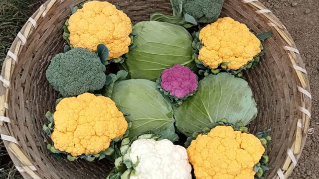 কুষ্টিয়ায় রঙিন ফুলকপির চাহিদা থাকায় দামও বেশি