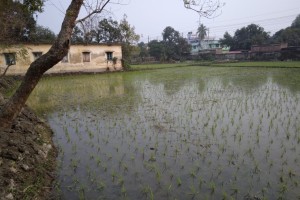 কুষ্টিয়ায় কাউন্সিলর পুত্রের দখলে সরকারি জমি