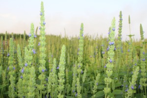 কুমারখালীতে প্রথমবারের মতো চাষ হচ্ছে সুপারফুড ‘চিয়া বীজ’