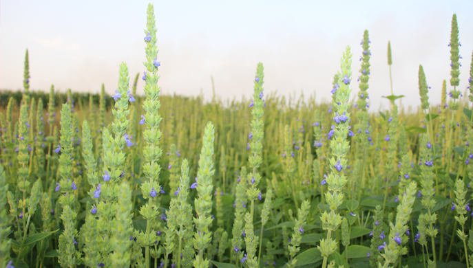 কুমারখালীতে প্রথমবারের মতো চাষ হচ্ছে সুপারফুড ‘চিয়া বীজ’