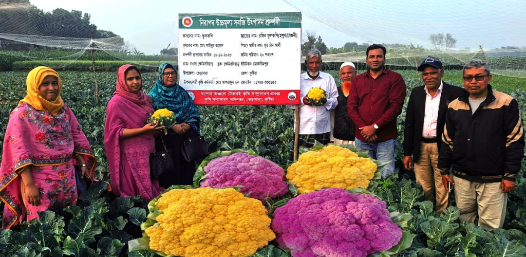ভেড়ামারায় রঙিন ফুলকপি চাষে কৃষকের মুখে হাসি ! 3 173867845467a220b668bc7 1 ভেড়ামারায় রঙিন ফুলকপি চাষে কৃষকের মুখে হাসি !
