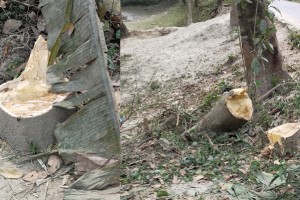 কুমারখালীতে সরকারি গাছ কাটলেন চেয়ারম্যানের আত্মীয় স্বজন