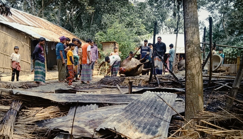 শৈলকুপায় গোয়াল ঘরে অগ্নিকান্ডে পুড়ে মারা গেছে ২টি গরু
