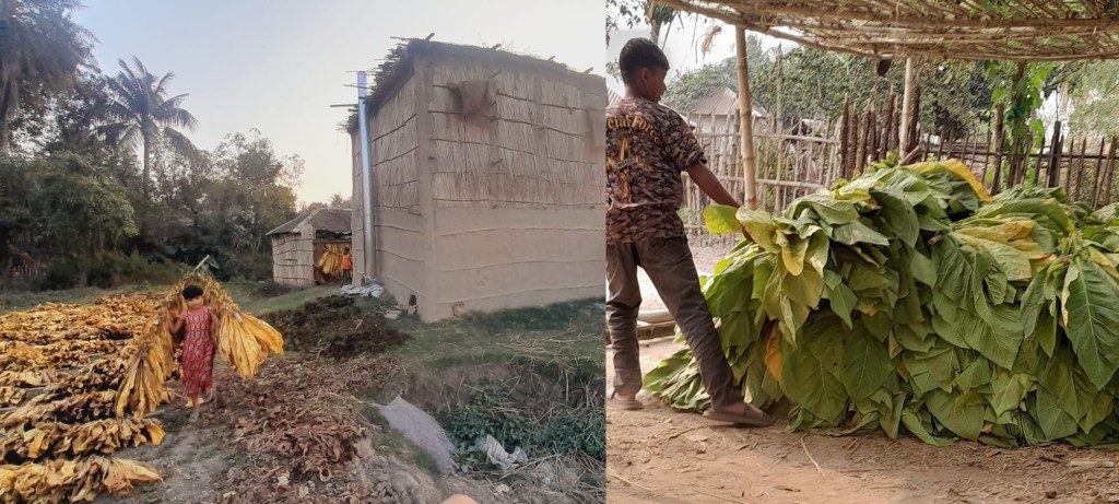 সপরিবারে তামাক চাষ কুষ্টিয়া তামাক কোম্পানির লোভনীয় অফারে স্বাস্থ্যঝুঁকি 3 173867854667a221128af47 1 সপরিবারে তামাক চাষ কুষ্টিয়া তামাক কোম্পানির লোভনীয় অফারে স্বাস্থ্যঝুঁকি