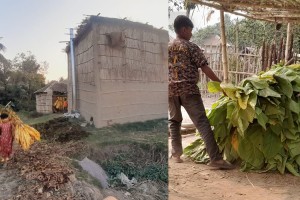 সপরিবারে তামাক চাষ কুষ্টিয়া তামাক কোম্পানির লোভনীয় অফারে স্বাস্থ্যঝুঁকি