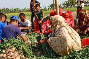 পরিপক্ব হওয়ার আগেই চাষিদের পেঁয়াজ বিক্রির ধুম