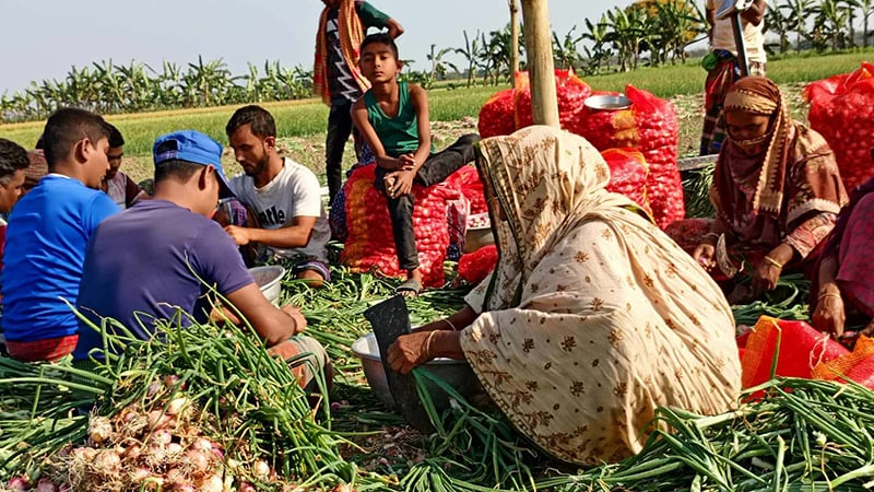 পরিপক্ব হওয়ার আগেই চাষিদের পেঁয়াজ বিক্রির ধুম