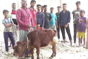 খর্বাকৃতির গরু দেখতে উৎসুক জনতা 