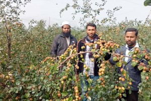 দৌলতপুরে কুল বাগান করে সাফল্য পেয়েছেন রিপন আলী