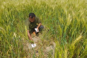 ইঁদুরের উৎপাতে দিশেহারা শৈলকুপার গমচাষি