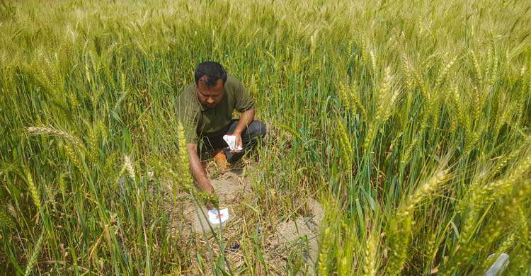 ইঁদুরের উৎপাতে দিশেহারা শৈলকুপার গমচাষি